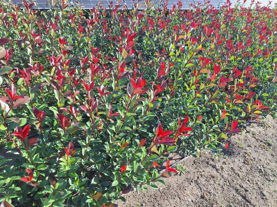Photinia Carre Rouge