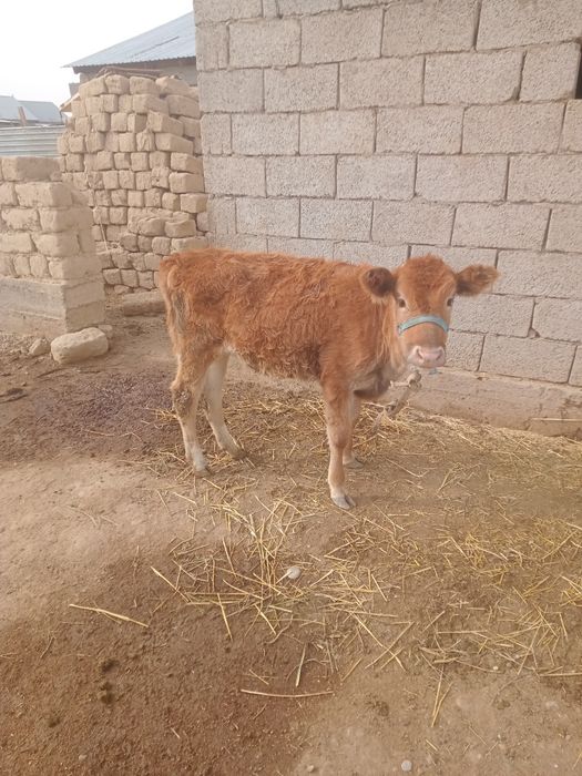 Сатылады зор баға да бузаулар