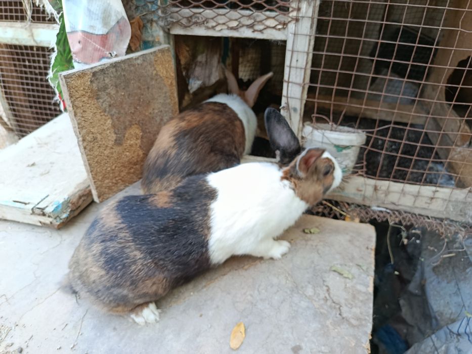 Quyonla srochna sotiladi