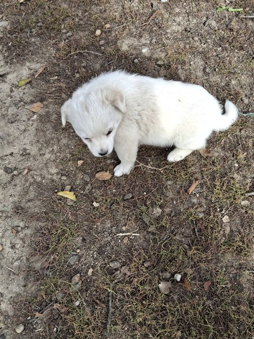 Donez / dau spre adopție cățelușa