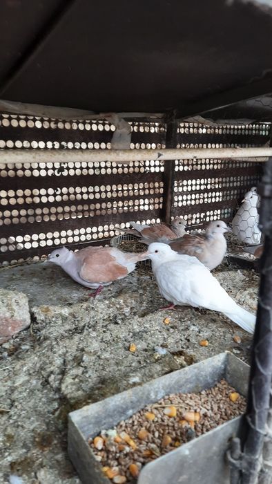 Vînd Turturici Domestice .Tineret .2025