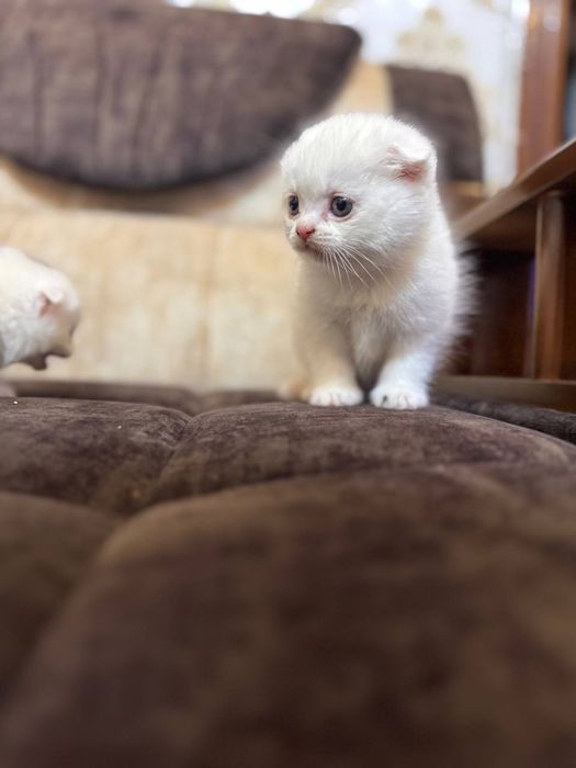 Кошка  скоттиш страйт