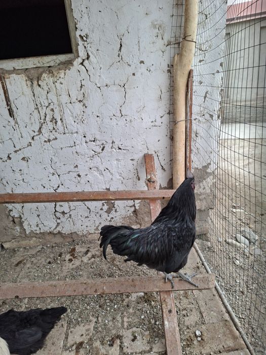 Аям симани хурози нархи 250 минг