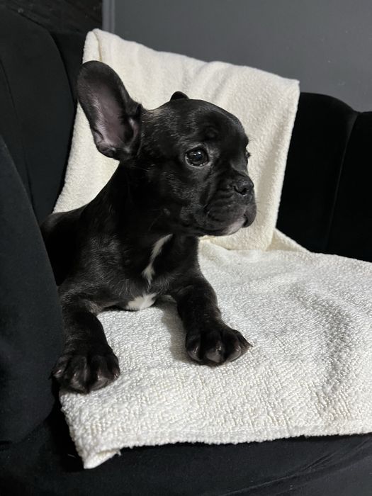 Buldog Francez Mascul – 11 săptămâni