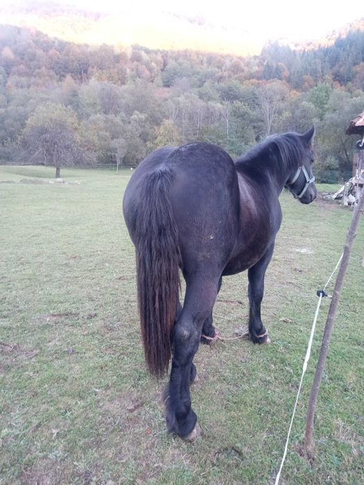 Vand manz negru semigreu