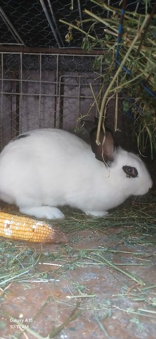 2 femele de vânzare 200 buc și al schimb