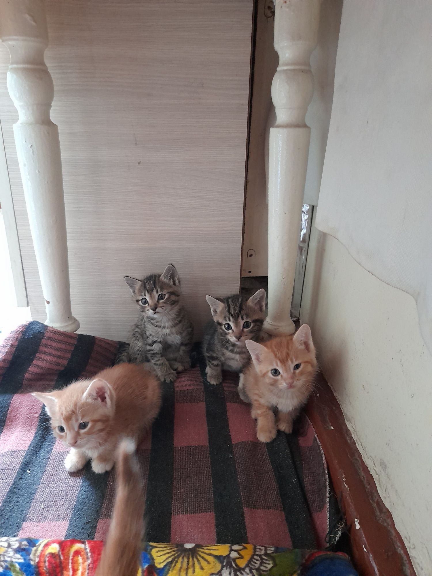 Котята 1.5 месяца