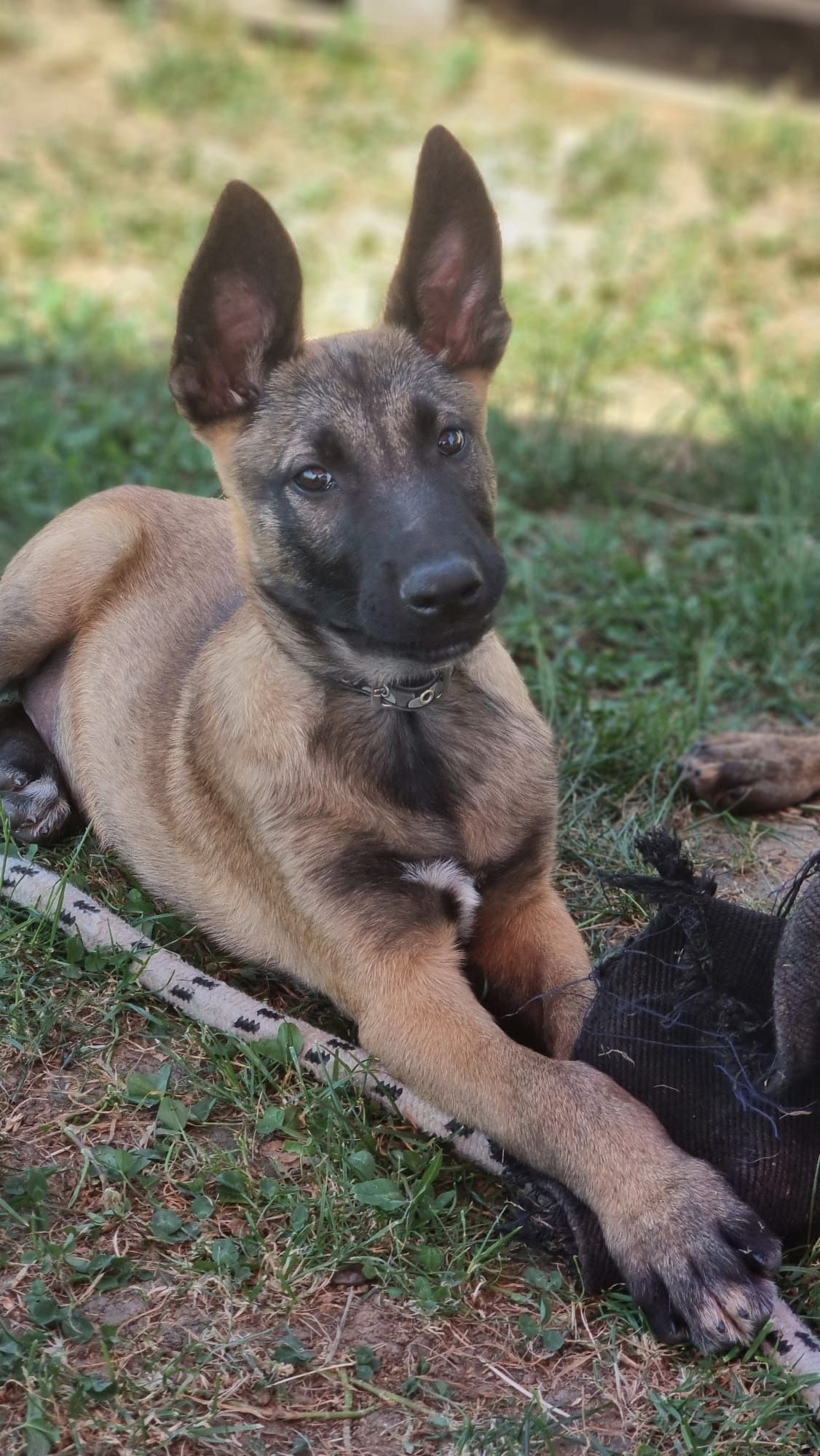 Mascul rasa malinois.