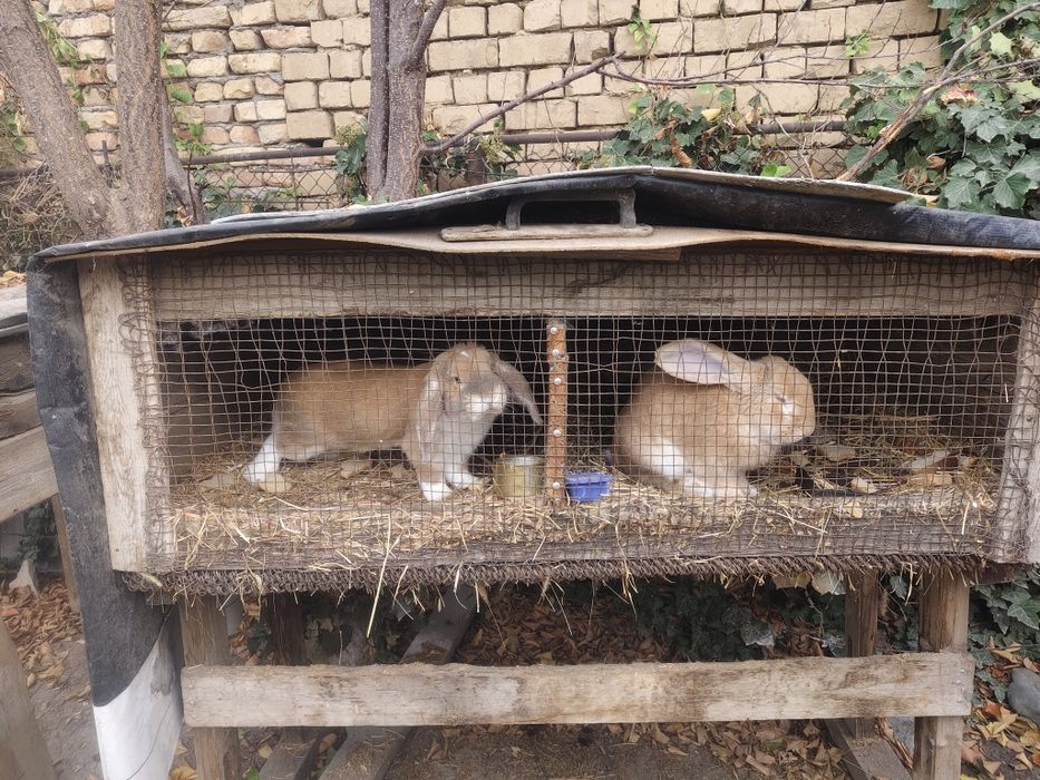 Продам кроликов порода "французский баран"