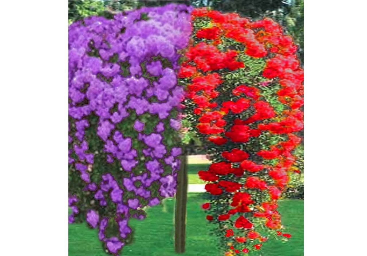 Pomi ornamentali  trandafiri tip pomi  plângători