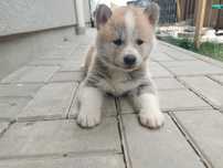 Akita inu japonez