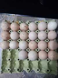 Ouă   de curci de casă de vânzare