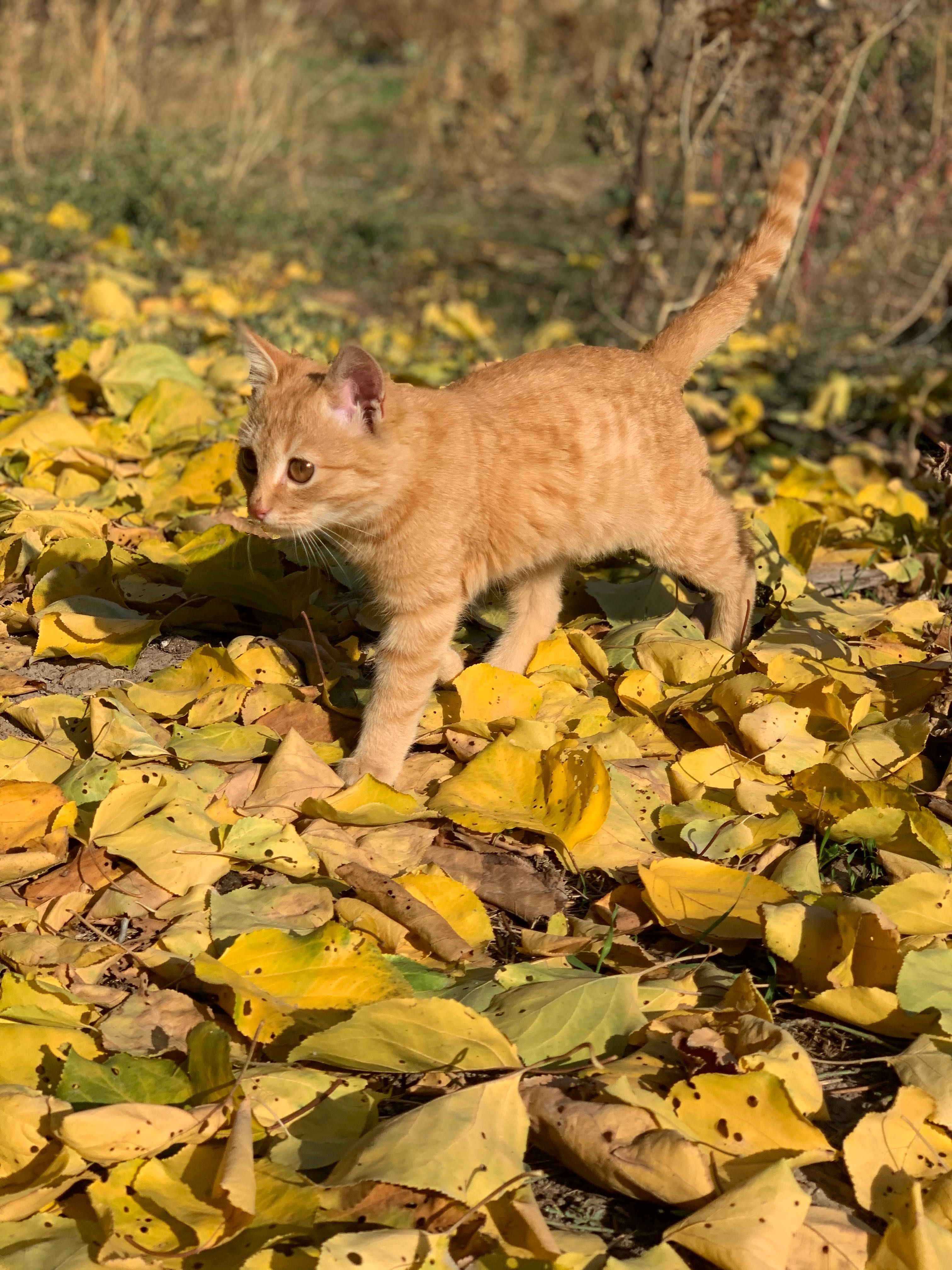 Котёнок 3 месяца, мальчик