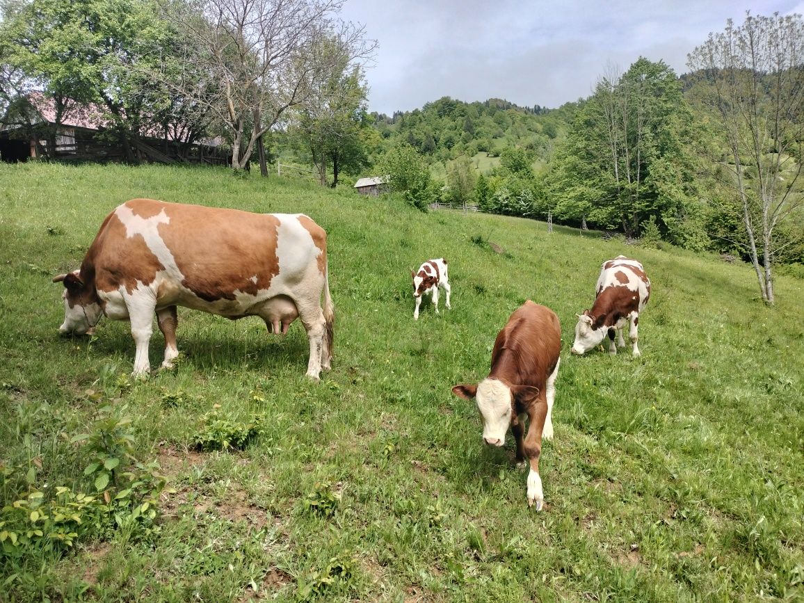 Junincă de vînzare
