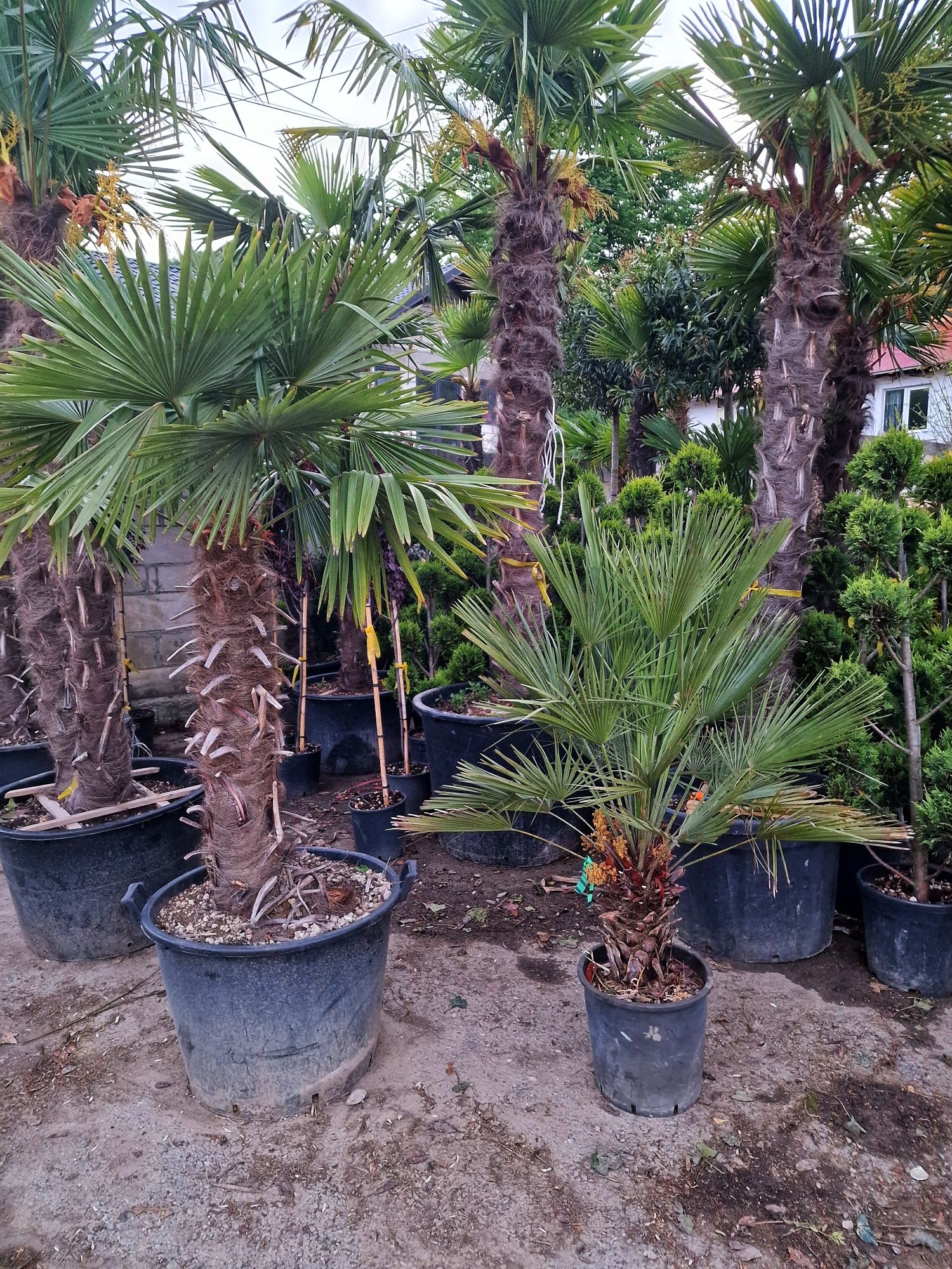 Plante interior ( lamai, mandarin, palmier, cycas, maslin, yucca )