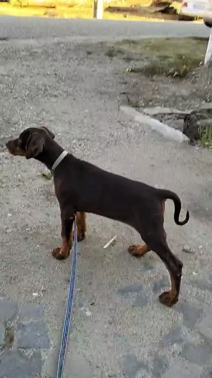 Vând femelă doberman maro cu pedigree