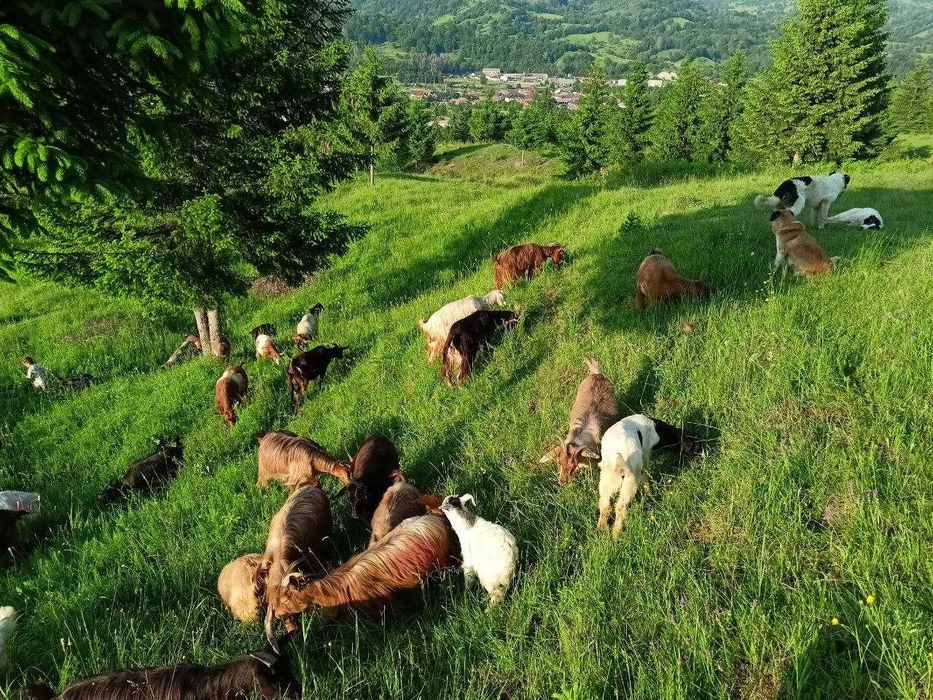 Vand  iezi metisi de  boer  de prasila, si de sacrificat ( carpatini )