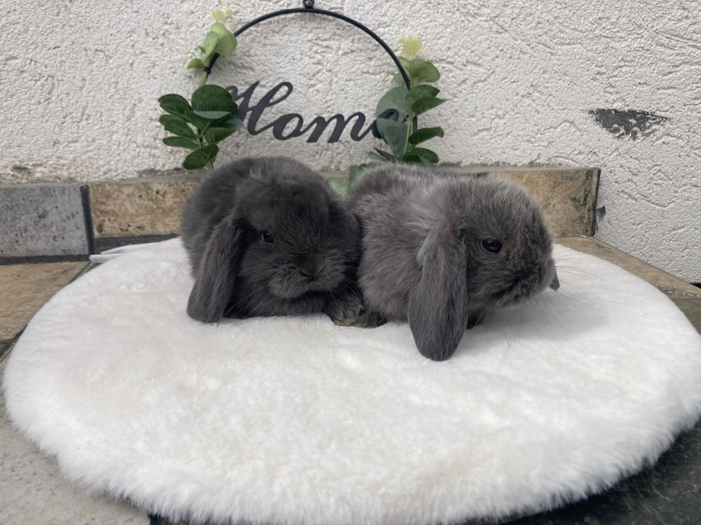 Iepuri pitici de companie berbec pitic/holland lop/mini lop