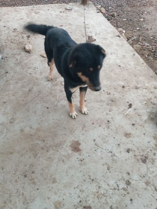 Чупон ит сотилади.