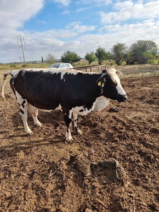 Vând vaci inscrise in cop