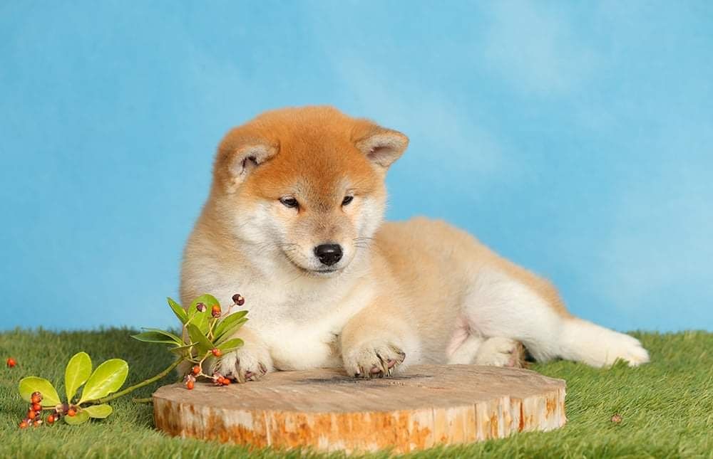 Shiba Inu Mascul