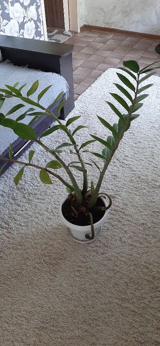 Продам денежное дерево