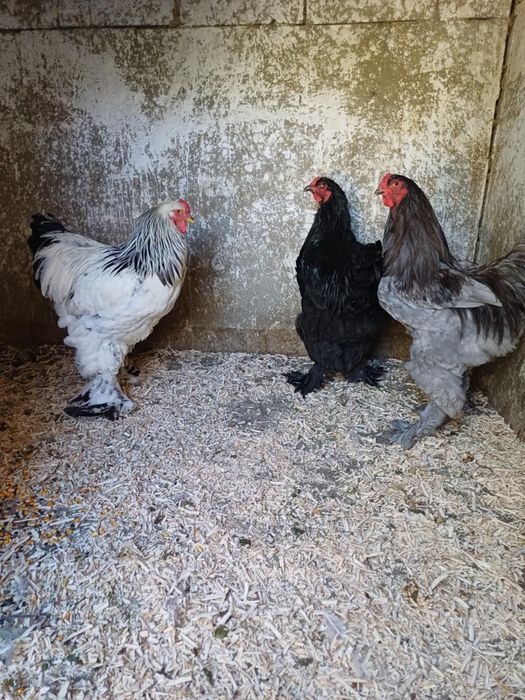 Vand gaini si cocosi brahma!