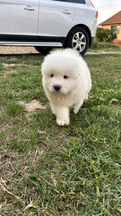 Samoyed fetita pufoasa
