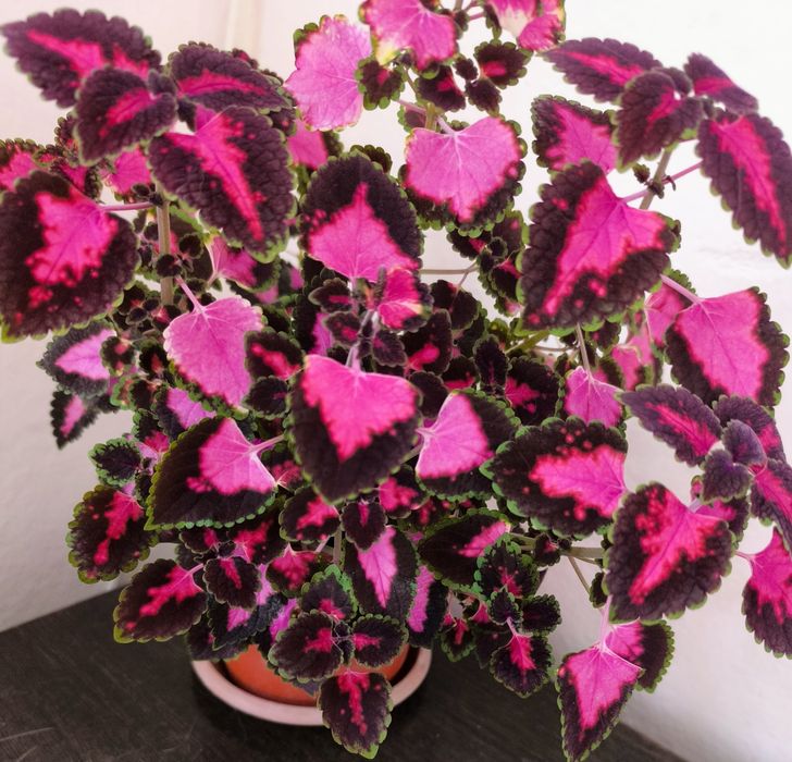 Колеусы  и другие растения