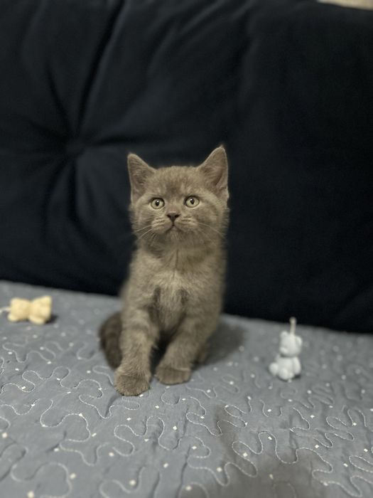 British Shorthair motănel