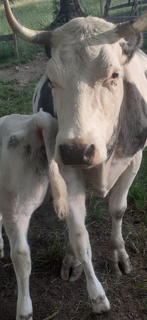Vaca belgiana cu vitea de vanzare