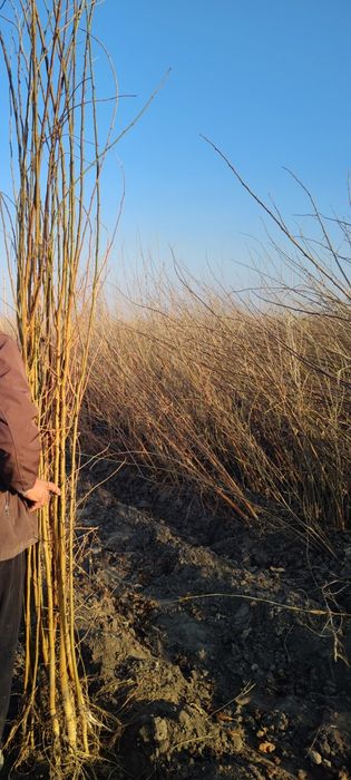 Tut kuchatlari sotiladi