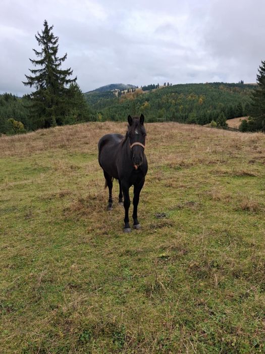 Mânz de vânzare de un an și 6 luni