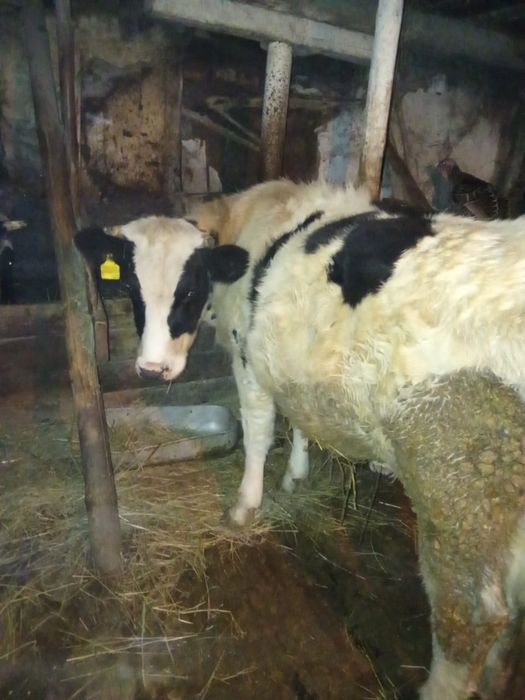 Продам телку прошлогоднюю