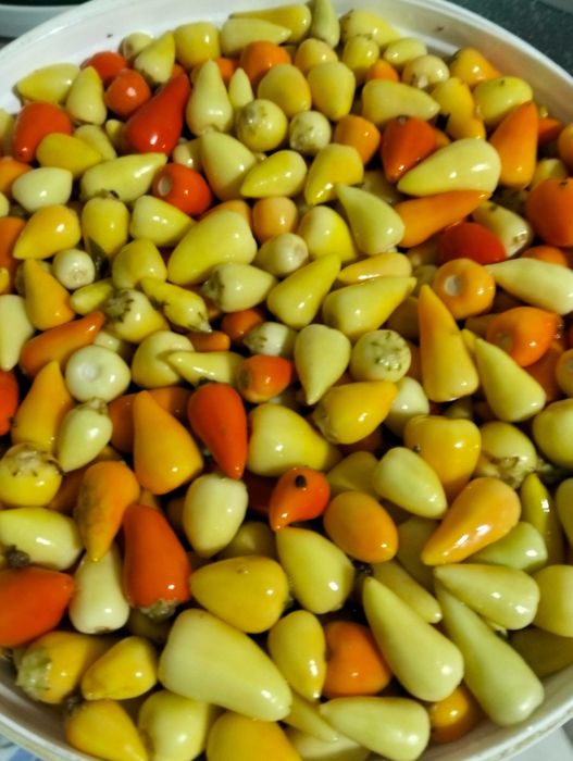 Перец турецкий холопения