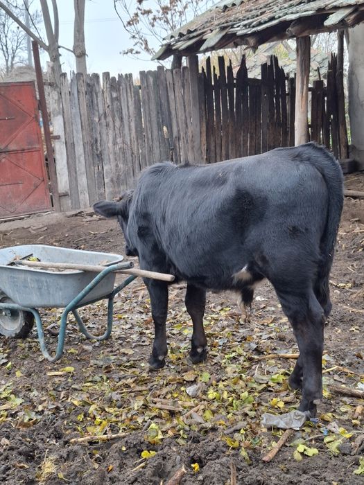 Tăuraș Angus, 5 luni