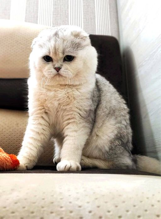 Вязка!!! Шотланский Скоттиш Фолд ( шиншилла серебро)