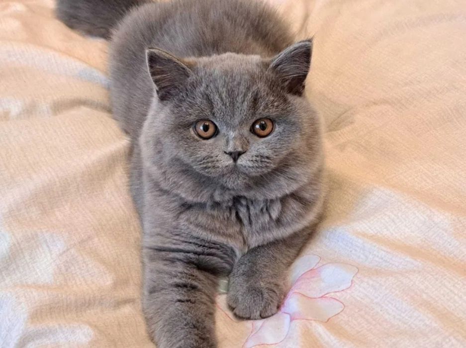 British shorthair Blue