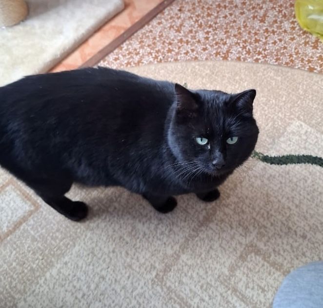 Отдам кошку в хорошие руки