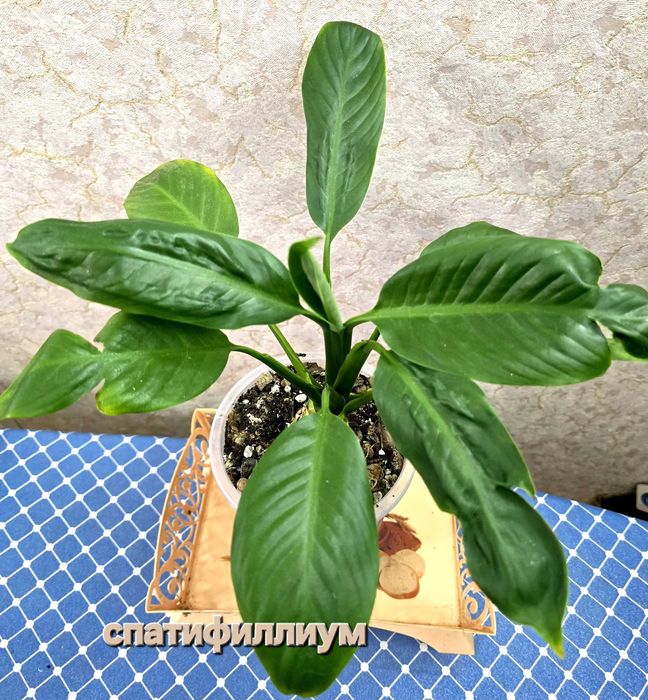 Спатифиллиум Себастьян