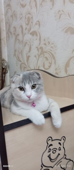 Zotli mushuk sotiladi