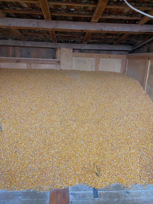 Porumb recoltă 2025