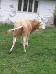 Vind 5 vitele din vaci bune