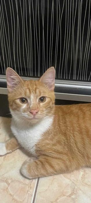 3 pisicute blande isi cauta familie