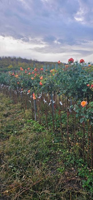 Щамбови рози на гол корен
