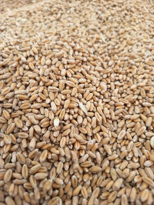 Grâu de vânzare în Neudorf