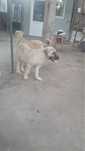 Kangal.