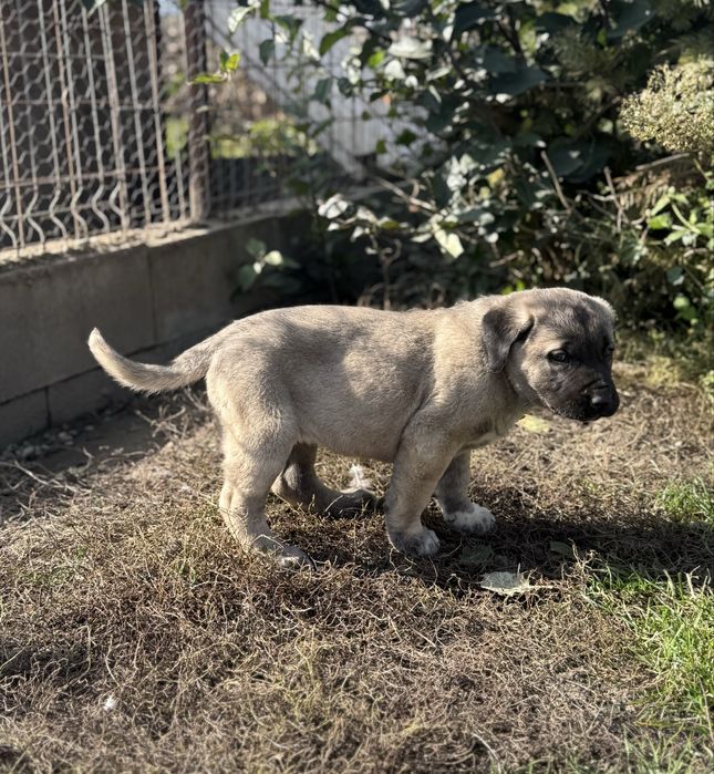 Catei Kangal-7 saptamani, vaccinati si deparazitati