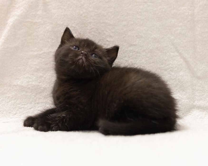 Британский  короткошерстный котенок мальчик