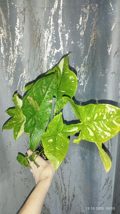 Продается Шикарный Сингониум сорт Пинк Сплеш